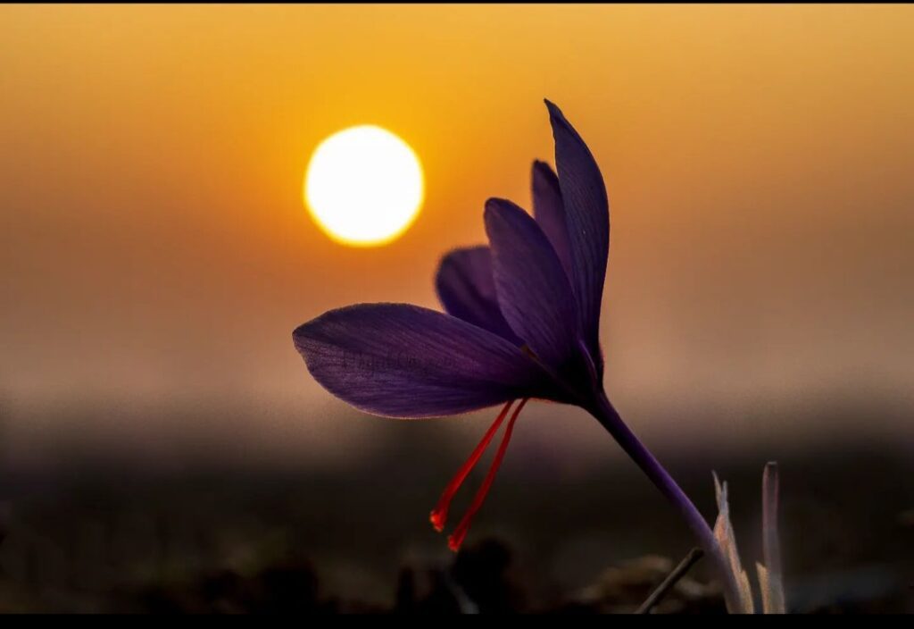 Kashmir saffron flower