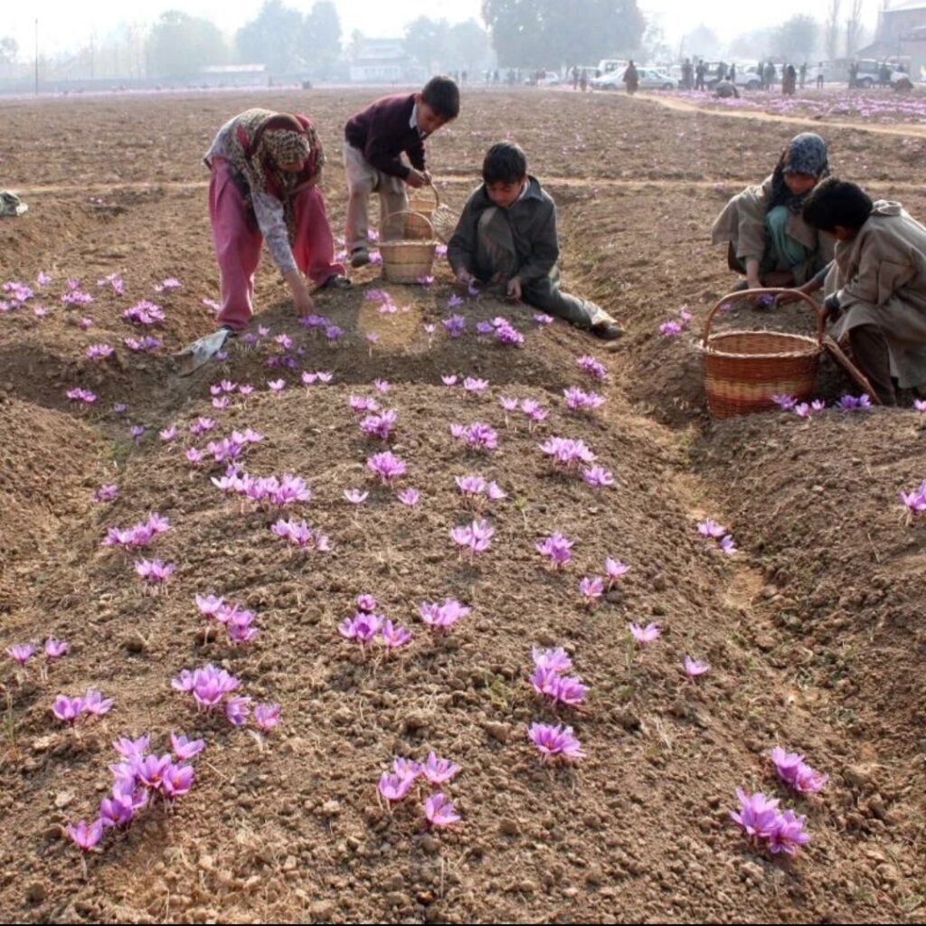 kashmir saffron fields
