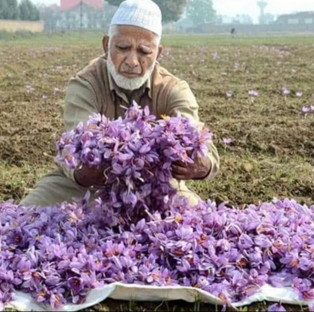 saffron trade in kashmir
